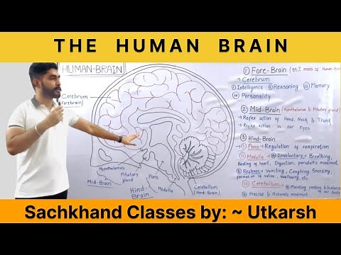 THE HUMAN BRAIN | CLASS- X Biology | Control and coordination.