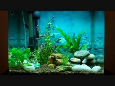 How to tell if your Balloon Molly is pregnant