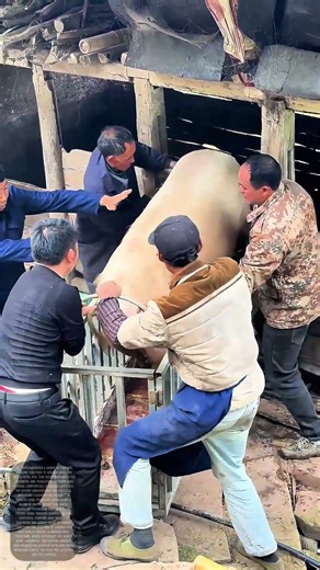 Guiding the Giant: How Farmers Maneuver Pigs into Pens