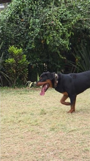 In Nairobi as a Dog this time 🤭