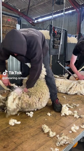 SHEARING SCHOOL on TikTok