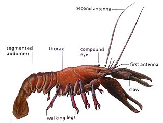 1.2._Classification and diversity of living organisms