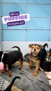 3.2K views · 152 reactions | We've got a LOT of adoptable puppies...
