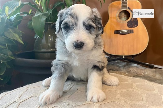 Blaire - Sheepadoodle Puppy 1BB7F1