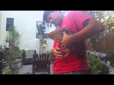 Emptying a Chicken's Crop