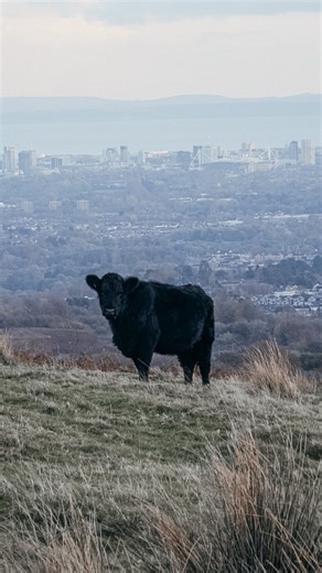 Our Welsh Black Cattle making the most of their hilltop kingdom, with the Cardiff skyline as their backdrop. There's nothing quite like the views from Cardiff's highest point 😍 #GarthFarm #WelshBlack #principalitystadium #CardiffSkyline #garthmountain #garthhill | Garth Farm