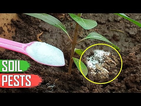 ORGANIC SOIL PEST CONTROL FOR GARDEN MILLIPEDES & SOIL PESTS IN GARDENING