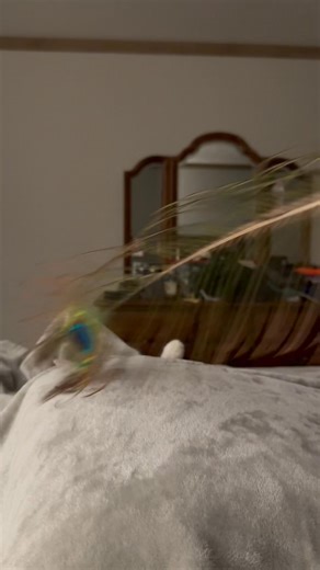 1.1K views · 14 reactions | Animals are so fun. Sometimes an animal will make you feel better. | Roman Miller | Facebook