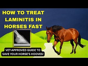 How to Treat Laminitis in Horses FAST 🐎 | Vet Approved Guide to Save Your Horse’s Hooves!