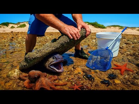 Exploring Tide Pools Compilation