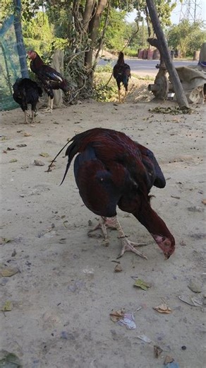 Aseel ❤️#aseelmurga #asil #aseel #animals