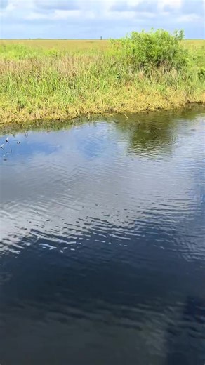 11K views · 129 reactions | There are so many invasive fish in Florida! #foryou #fyp #everglades #wildlife #educational #viral #professional #ecosystem #florida #nature #fish #fishing #invasive #fishtok #fishtank #aquarium #catfish #pleco | Rob’s Aquatics | Facebook