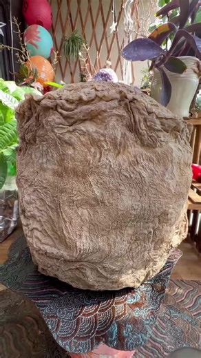 Wild Stone Taisui (Meat Ganoderma) from Changbai Mountain, Authentic Natural Cave-Grown Product, Verifiable by Fire & Boiling Test, Genuine Product with Free Shipping In-stock Stone Taisui (Meat Ganoderma), directly sourced from the karst caves of Changbai Mountain. 100% genuine and alive, with intact and undamaged quality. Core advantages: ① Naturally pollution-free with abundant active ingredients, suitable for soaking in water, stewing in soup and brewing tea; ② Strong vitality with prominent