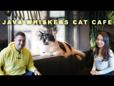 Java Whiskers Cat Café | Explore London (倫敦) Cat Cafe