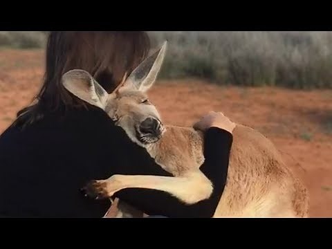 10 Animals That Showed Gratefulness To The Humans Who Saved Them