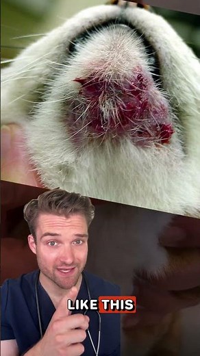 Did you know that cats get acne too?? #shorts #cathealth