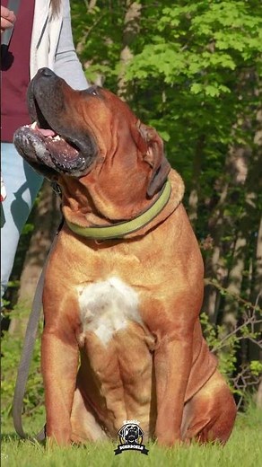 The Scariest Part? He's Still A TEENAGER #boerboels #protectiondogs #bigdogs