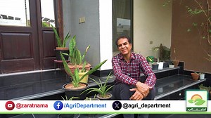 Snake plant importance #PunjabGovernment #MinisterforAgriculture #SecretaryAgriculture #PunjabAgriculture #AgricultureDepartment #AgriPunjab #Punjab #Kissan #Crop | Agriculture Department Punjab