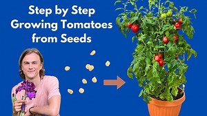 How to grow tomatoes from seed at home! Complete instructions step by step