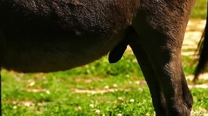 l'organe sexuel mâle d'un âne, un : vidéo de stock (100 % libre de droit) 1015737646 | Shutterstock