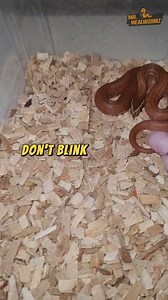 8.4K views | 7 seconds in, and this House Snake snaps! ...