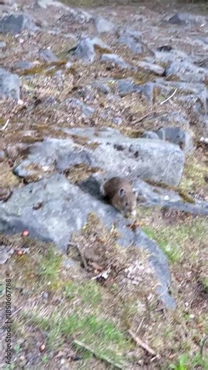 Vertical 4K footage of an American pika standing on rocky terrain in Mount Rainier National Park Washington showing alpine wildlife behavior in a natural mountain environment