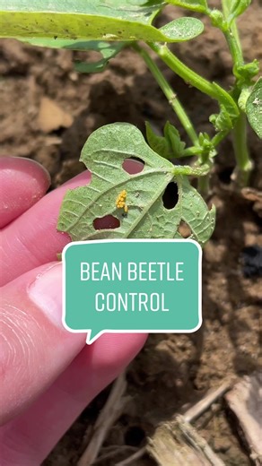 Manage Mexican Bean Beetles on Your Garden Plants