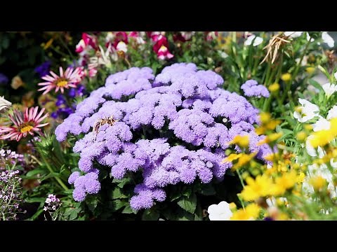 FLOSS FLOWER (Ageratum houstonianum)