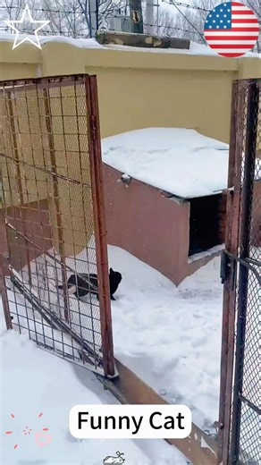 Cats first time playing in the snow🐾❄️ #cat #cats #catlover #catsofyoutube #fyp