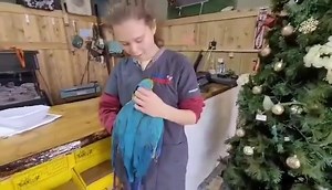 1K views · 36 reactions | Come meet this Beautiful Blue and Gold Macaw! 殺 Still available. | Exotic Pet Birds, Inc. | Facebook