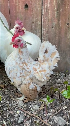 World’s Smallest Chicken Breed: BEAUTIFUL SERAMA PAIR