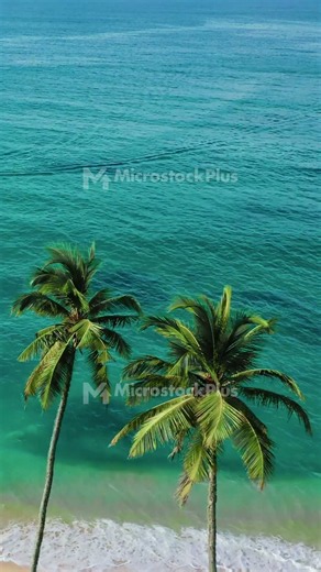 Aerial Tropical Beach With Palm Trees And Turquoise Ocean Water