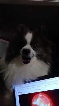 My Pomeranian Lucky is Howling when hears the sirens on youtube