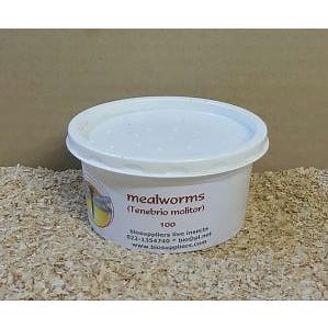 Live Mealworms 100-pack