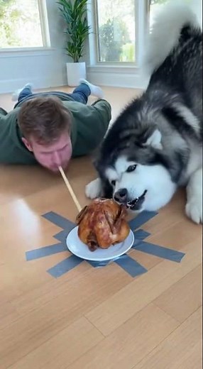 Dog Slides Fast Eating Noodles, Human Falls Behind