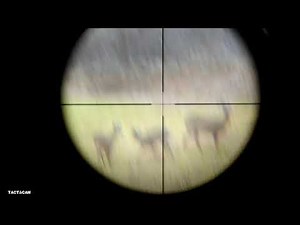 Whitetail Doe with 6mm ARC