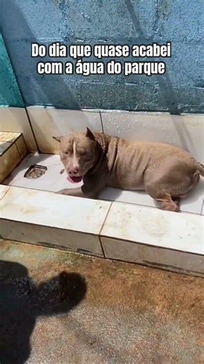 Quase acabou a água do parque 💦 #pitbull #pets #bebe #puppy #cutepup #puppyvideos