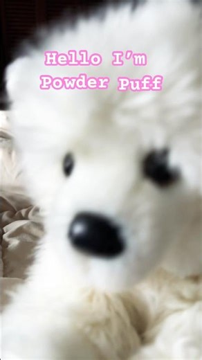 ✨powder puff✨ #essa #essacommunity #therian #adorable #relatable #furry #puppy #cutepup #douglas