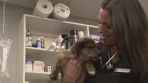 Richmond vet warns of ‘puppy scams’ after she fell victim to a sophisticated scheme