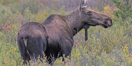 Man dies after being charged, kicked by moose in Alaska neighborhood