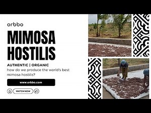 Mimosa Hostilis Root Bark MHRB Harvesting & Production Process at Orbbo