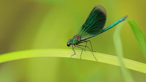 Beautiful demoiselle (Calopteryx virgo) is a European damselfly belonging to the family Calopterygidae. It is often found along fast-flowing waters where it is most at home. | Premium Stock Video Footage