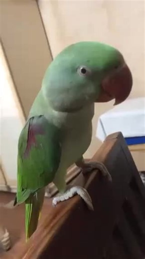 az bird's (@azbirds6)’s videos with original sound - az bird's