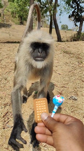 Curious Monkey Takes a Biscuit & Lollipop! 🐒🍪🍭 #Shorts