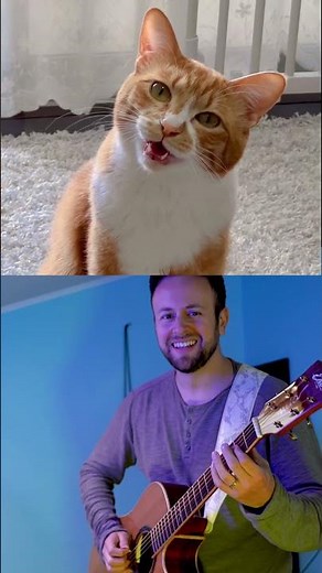 Sweet cat song, Hahee