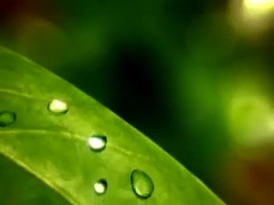 Test video upload help of Postman Api Calling - video Dailymotion