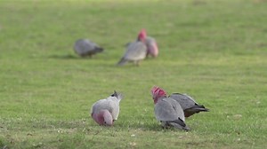 A flock of cockatoo birds flying away - Free Stock Video