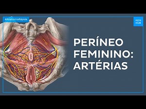 Artérias do períneo feminino - Anatomia Fácil | Kenhub