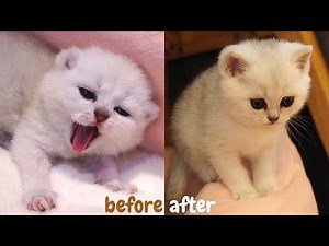 How baby kitten grow: 0-8 weeks in 12 minutes丨Kittens growing up