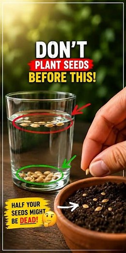 Stop Wasting Seeds — This Free Test Tells You Which Seeds Are Dead #gardeningtips #plants #seeds
